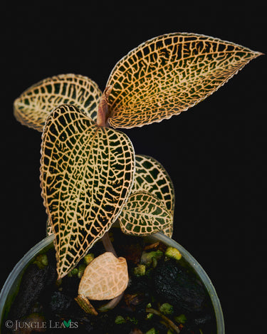 Anoectochilus roxburghii
