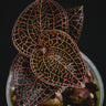 Anoectochilus roxburghii Red Stem Pointed Leaves