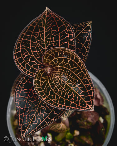 Anoectochilus roxburghii Red Stem Pointed Leaves