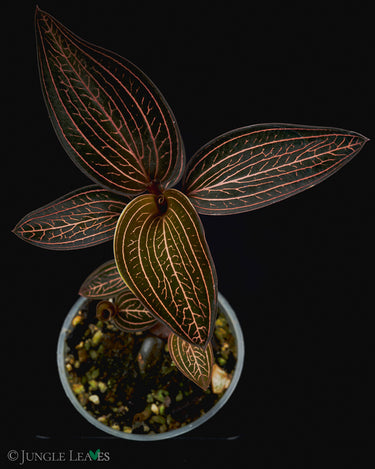 Anoectochilus roxburghii x Ludisia discolor 'Spiderman'