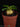 Anthorrhiza recurvispina