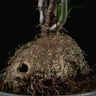 Anthorrhiza recurvispina (Rossel Island, PNG)