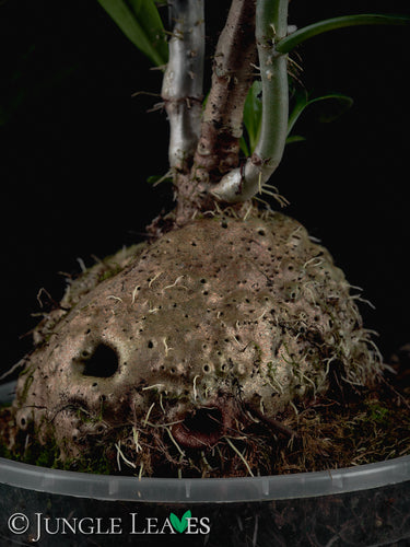 Anthorrhiza recurvispina (Rossel Island, PNG)