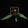 Anthurium bakeri