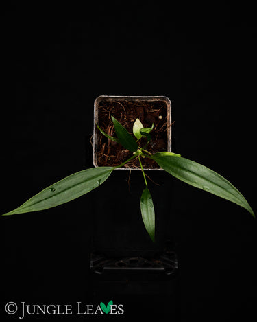 Anthurium bakeri