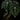 Anthurium clarinvervium