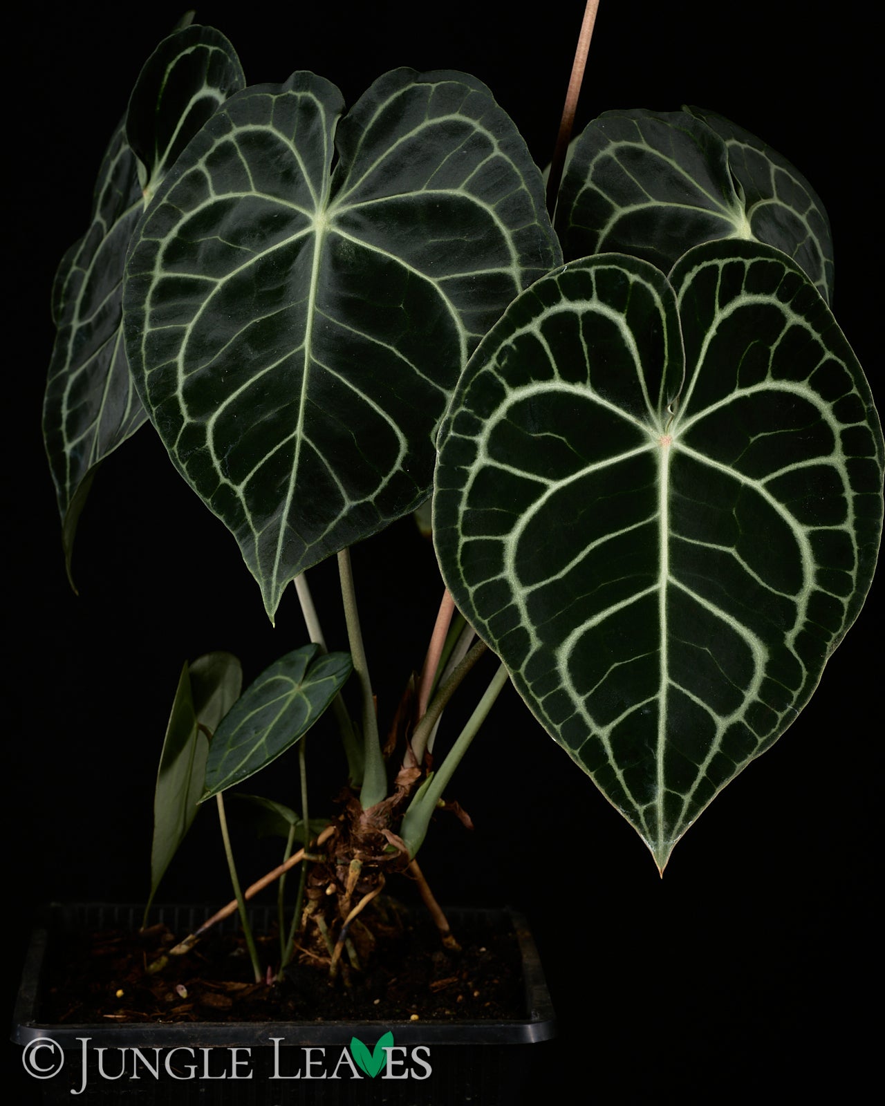anthurium clarinervium dark form Anthurium clarinervium€19.99