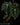 Anthurium clarinvervium
