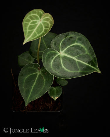 Anthurium clarinvervium