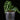 Anthurium crysallinum