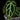 Anthurium crysallinum