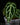 Anthurium crysallinum