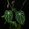 Anthurium crysallinum