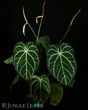 Anthurium crysallinum