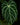 Anthurium crysallinum