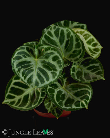 Anthurium crystallinum 'Silver Blush'