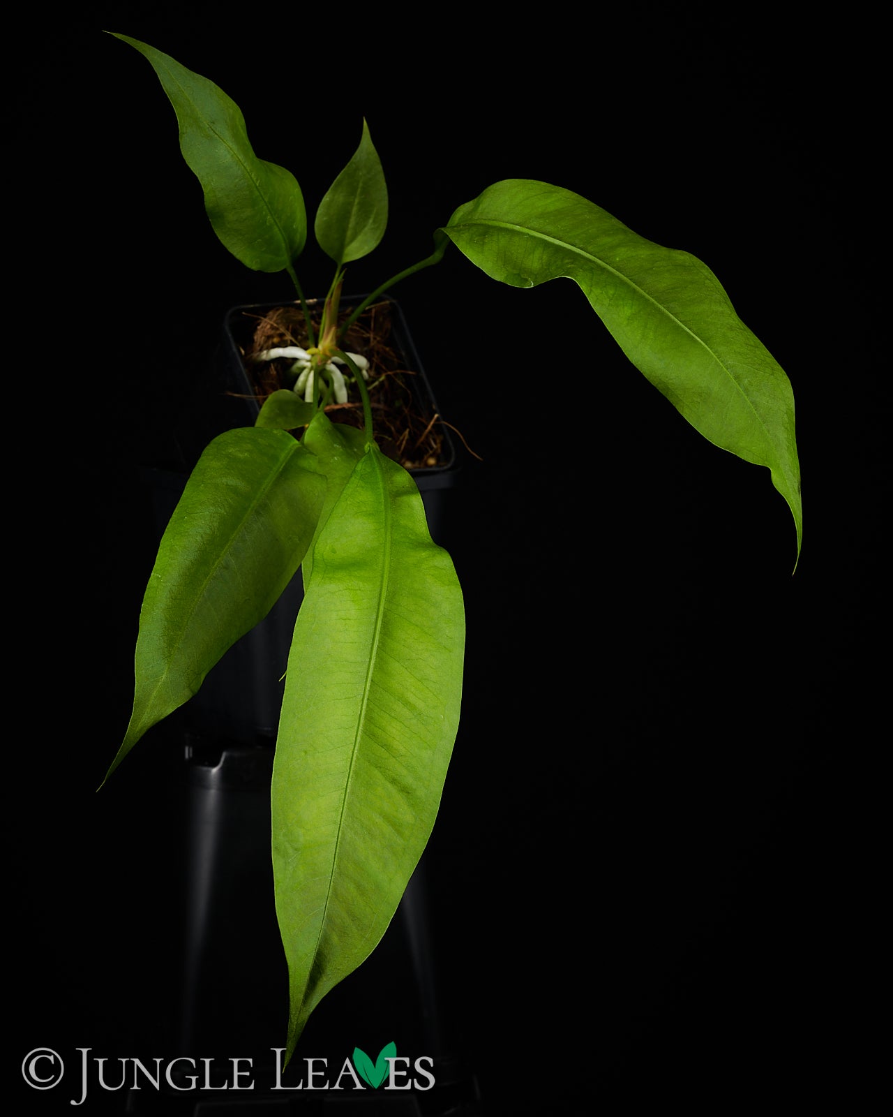 Anthurium gracile – Jungle Leaves