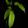 Anthurium gracile