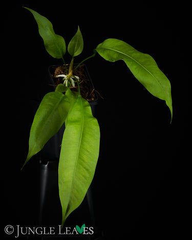 Anthurium gracile