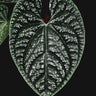 Anthurium luxurians