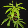 Anthurium pedatoradiatum
