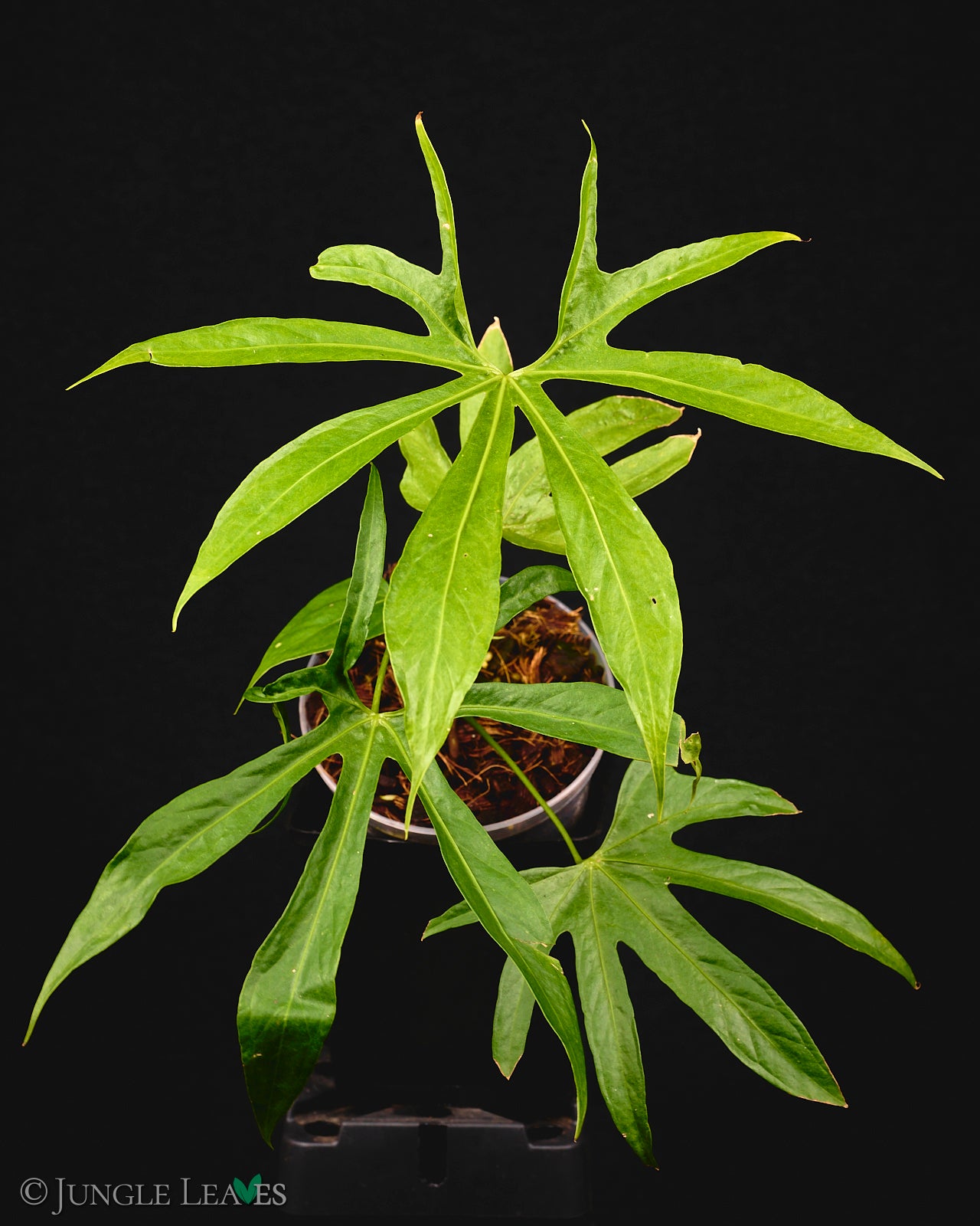 anthurium pedato Anthurium pedatoradiatum