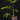 Anthurium pedatoradiatum
