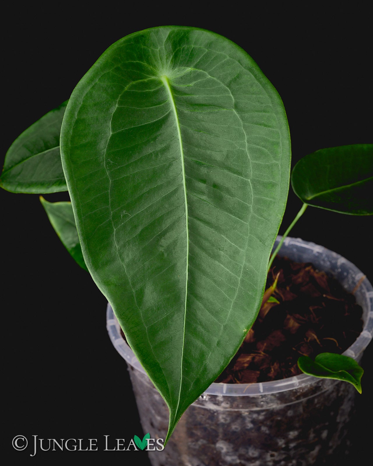Anthurium peltigerum – Jungle Leaves