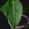 Anthurium peltigerum