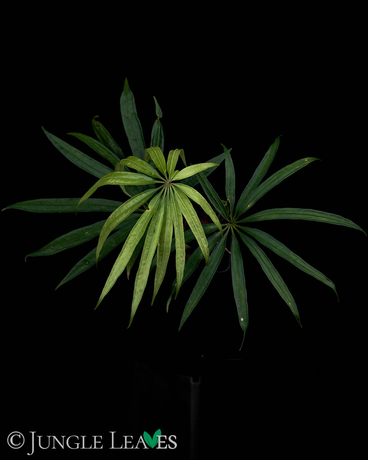 anthurium polystichum Anthurium polyschistum – Jungle Leaves