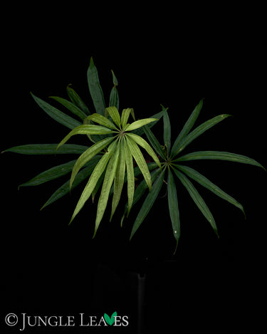 Anthurium polyschistum