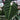Anthurium regale
