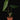 Anthurium regale