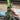 Anthurium regale