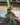 Anthurium regale