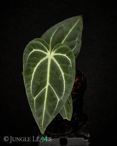 Anthurium regale S