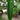 Anthurium veitchii