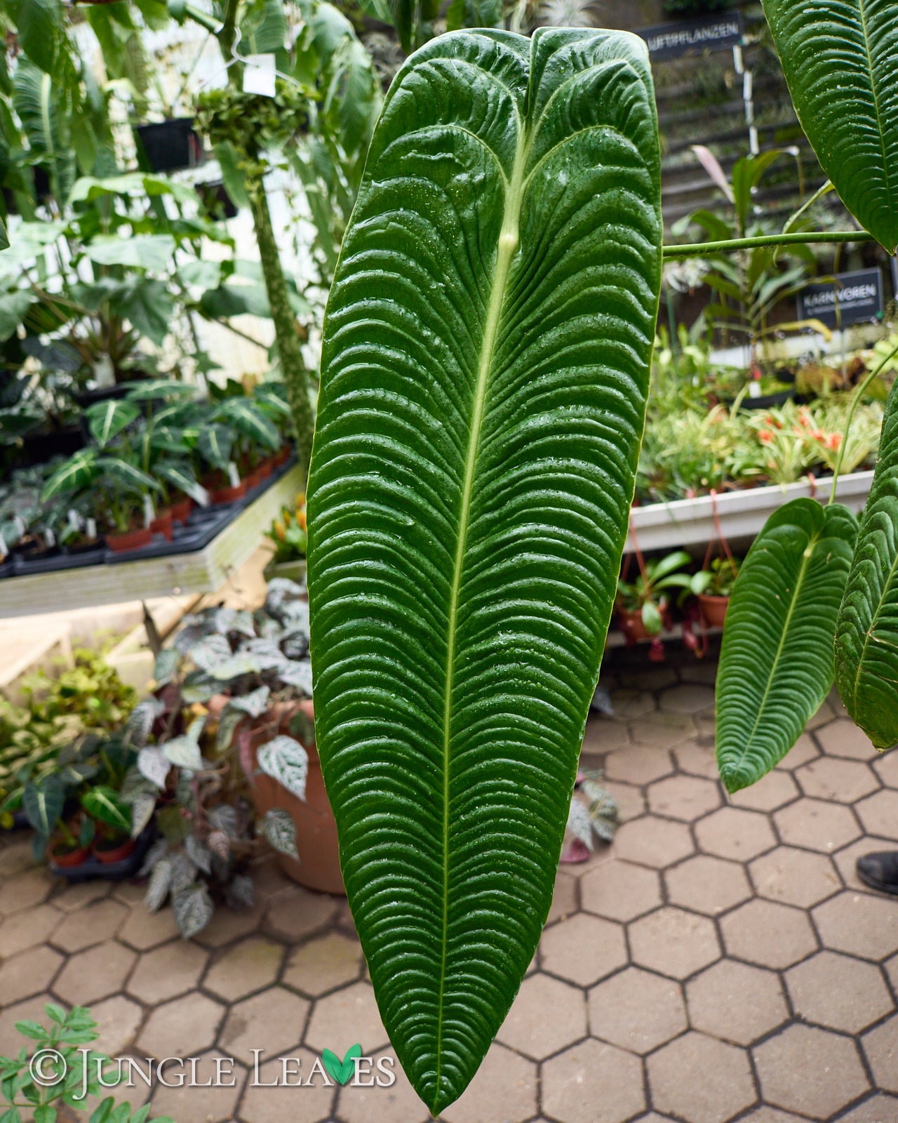 Anthurium veitchii – Jungle Leaves