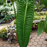 Anthurium veitchii