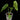 Anthurium veitchii