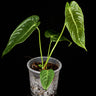 Anthurium veitchii