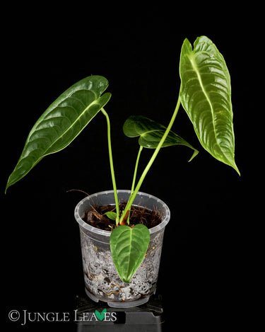 Anthurium veitchii