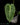 Anthurium veitchii
