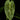 Anthurium veitchii