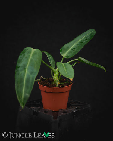 Anthurium warocqueanum