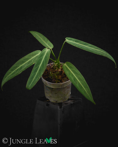 Anthurium warocqueanum