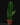 Anthurium warocqueanum