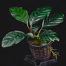 Anubias barteri var. coffeifolia