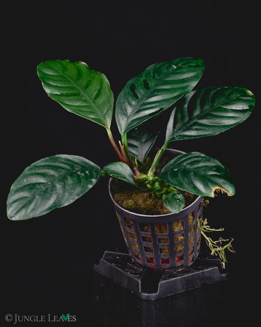 Anubias barteri var. coffeifolia