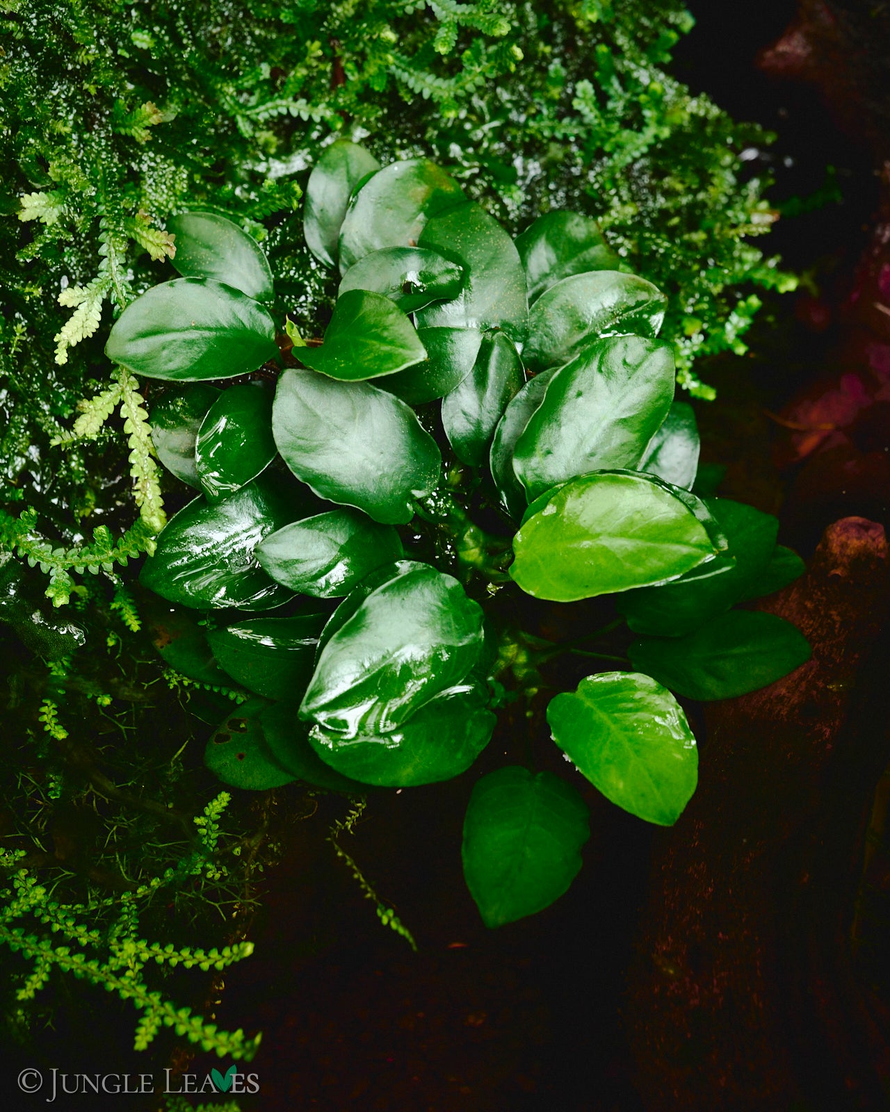 Anubias barteri var. nana cv. 'Bonsai' / 'Mini Mini' €8.99